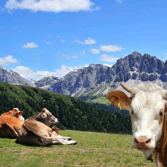 Urlaub auf dem Bauernhof Brixen